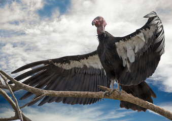 California condor perched on a branch