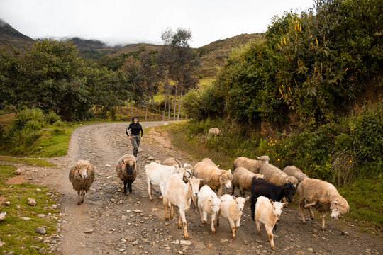 
Hermosa toma de ovejas y cabras caminando por el sendero y una mujer alegre posando detrás