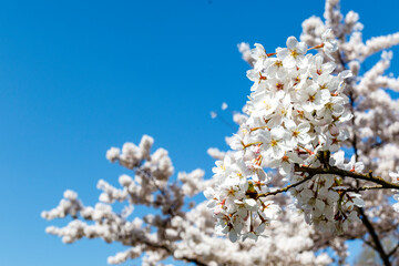 Cherry Blossoms in Amsterdam, Noord-Holland, The Netherlands, Europe