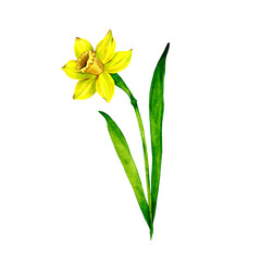 Watercolor narcissus flower illustration. Hand drawn spring flower daffodil. Floral design element for package cosmetic, greeting card, wedding invitation, gardening, T-shirt template, prints.