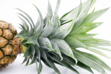 pineapple leaves on white background, selective focus