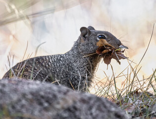 Selective focus shot of a spotted ground squirrel with leaves in the mouth