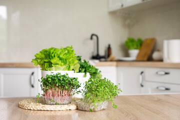Containers of microgreens and pots of lettuce and cilantro on the table in the kitchen. Home...