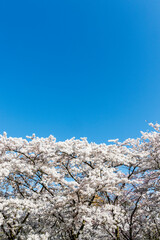 Cherry Blossoms in Amsterdam, Noord-Holland, The Netherlands, Europe