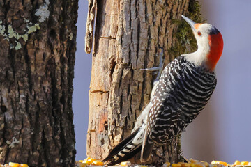 Closeup shot of a woodpecker with a sharp beak standing on a thick tree and digs a blower