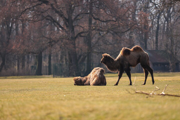 A camel is walking to his friend
