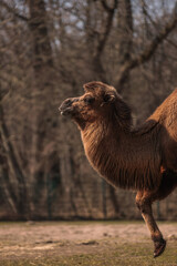 A camel is walking - here you can see his head