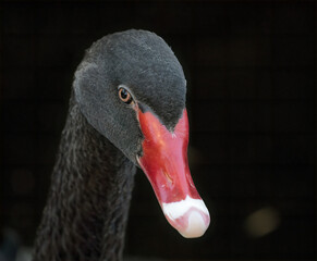 Black swan on a blurred background
