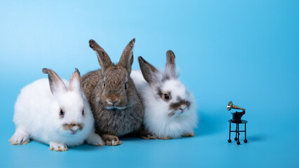 Close up Three rabbits white and brown sitting in row together on blue background listening music from turntable vintager