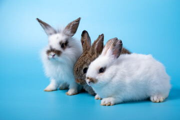 Close up Three rabbits white and brown sitting in row together on blue background with warm family. Easter animal concept