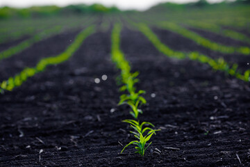 cereal sprouts on the field against the blue sky. Sprouted wheat on a field in spring 