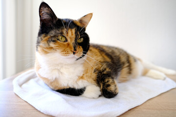 close-up of adult domestic female cat of dark color lying on white napkin on light background, concept of keeping four-legged pets, veterinarian, love for animals