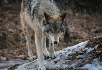 Close up shot of a mexican wolf in a snowy forest © Wildwitphoto/Wirestock Creators
