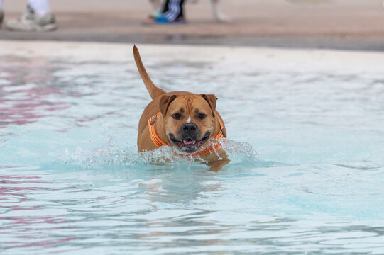 Pitbull in an orange harness running through the water