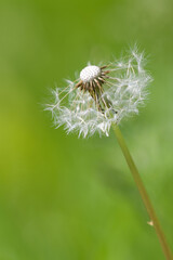 Shallow focus of a Common Dandelion with blurred green background
