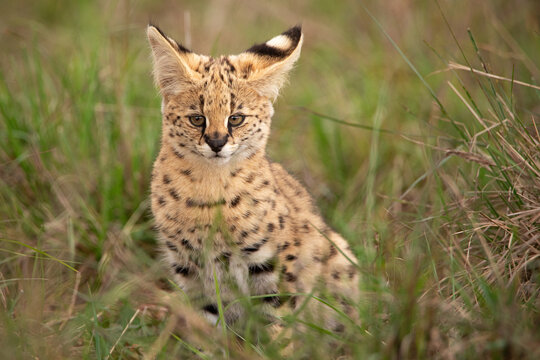 Closeup of a Serval in a forest