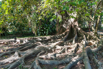 Large trees in the Botanical Garden of Lisbon in Portugal