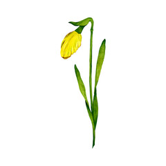 Watercolor narcissus bud. Hand drawn spring flower daffodil illustration. Floral design element.