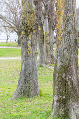 Several trees together in the garden