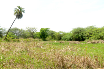 Landscape view of nature green farm with hay