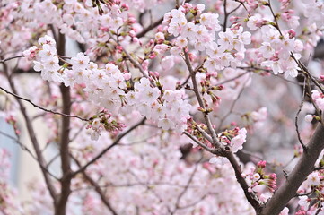 2022年の桜