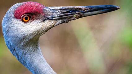 Closeup shot of details on a Brolga crane face © Et Photographic/Wirestock Creators
