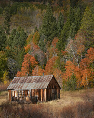 Beautiful shot of a wooden house in the forest in autumn