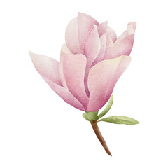 watercolor magnolia botanical natural element on white background illustration vector	
