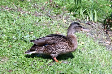 A female mallard in the green grass