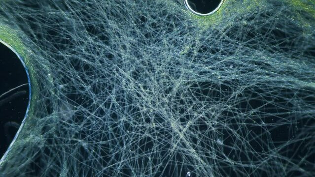 Blue green alga movement time lapse under microscope dark field