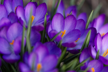 Purple crocuses in the garden.