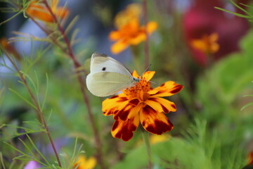 Weißer Schmetterling auf Studentenblume im Garten