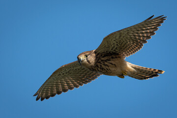 Closeup of a Common kestrel flying in the air