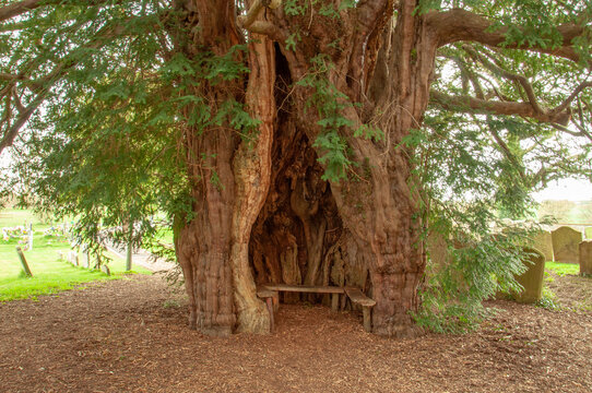 Old Yew tree in the woods.
