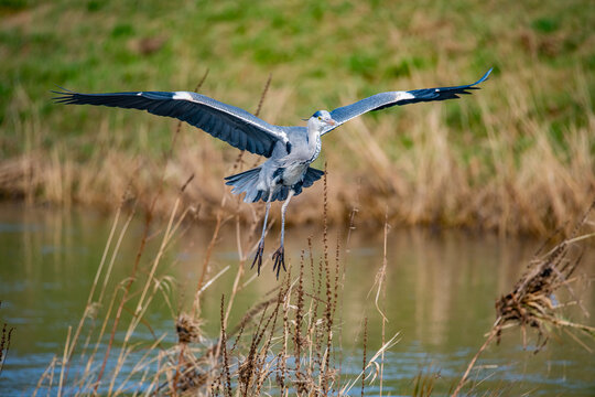 Closeup shot of storks on the lake in Germany, Hessen, Nidda, Karben