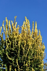 the tree tops with yellow and green leaves in autumn against the blue sky