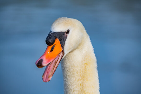 Closeup shot of a white swan on the lake in Germany, Hessen, Nidda, Karben