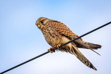 Closeup of a Common kestrel on a wire