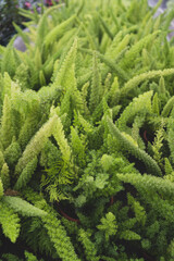 Closeup of the growing green asparagus fern plants in the greenhouse
