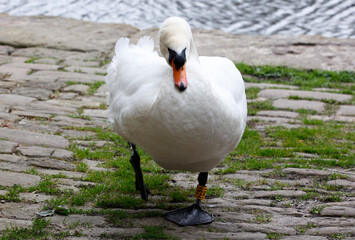 Protective male swan on the canal