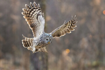 Ural owl on huntingnnn
