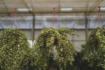 Growing green elephant bush plants in the flowerpots hanging from the wire in the greenhouse