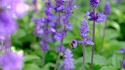 Purple flower with bee