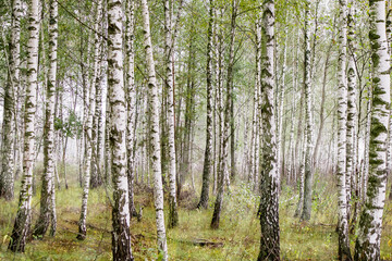 White birch trees in forest thickets in the morning in summer, selective focus. Landscape of birch grove as background.