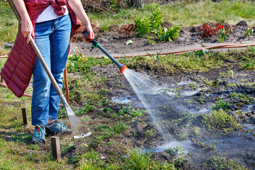 A gardener is watering his vegetable garden in a spring garden with a sprinkler.