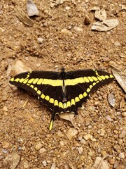 butterfly on the ground