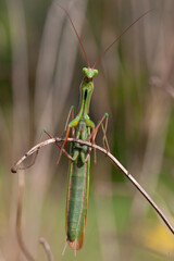 green praying mantis on a branch. Biodiversity and species conservation. 