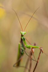 green praying mantis looking at camera on a branch in the field. Biodiversity and species conservation.