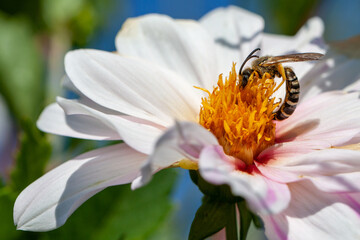 Fototapeta na wymiar black wasp on a flower. Biodiversity and species conservation