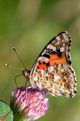butterfly on a clover blossom. biodiversity and species conservation